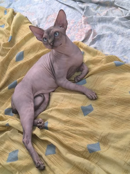 Gatto sphynx Donskoy (Donsphynx) 