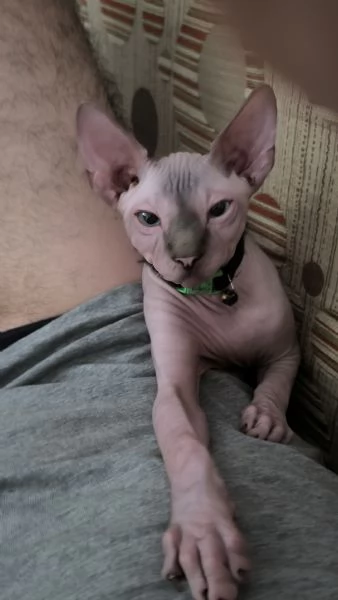 Gatto sphynx Donskoy (Donsphynx)  | Foto 5