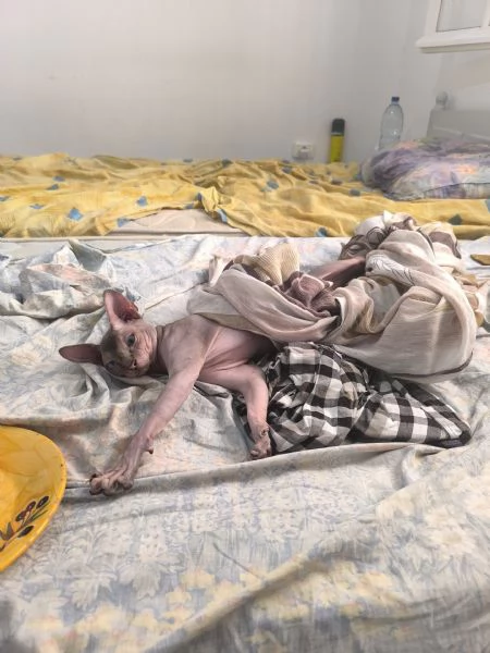 Gatto sphynx Donskoy (Donsphynx)  | Foto 4