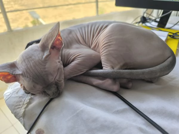Gatto sphynx Donskoy (Donsphynx)  | Foto 3