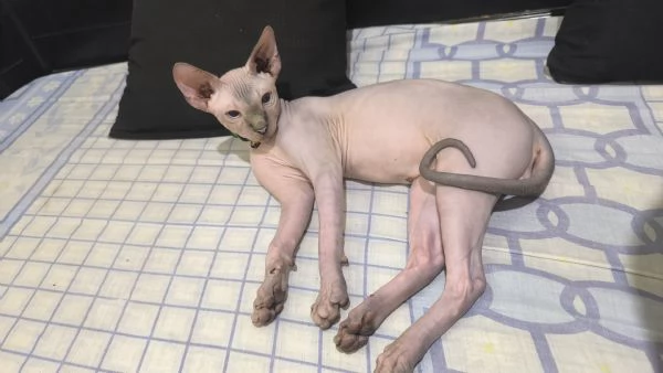Gatto sphynx Donskoy (Donsphynx)  | Foto 2