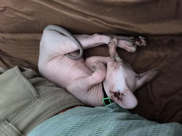 Gatto sphynx Donskoy (Donsphynx)  | Foto 1