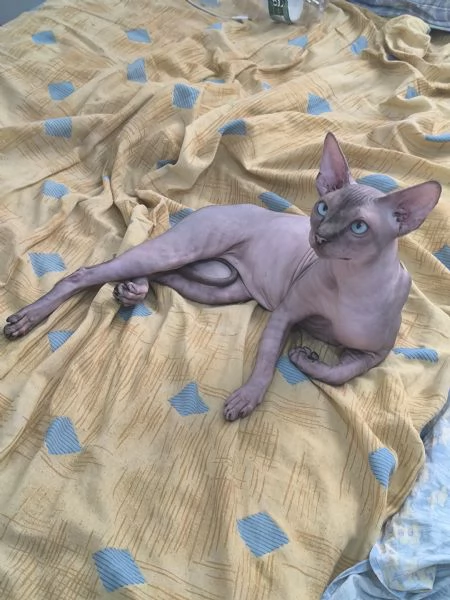 Gatto sphynx Donskoy (Donsphynx)  | Foto 0