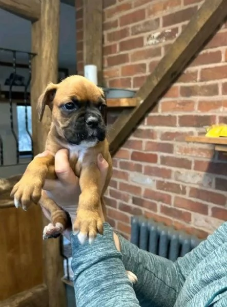 Boxer (cuccioli maschio e femmina) | Foto 1