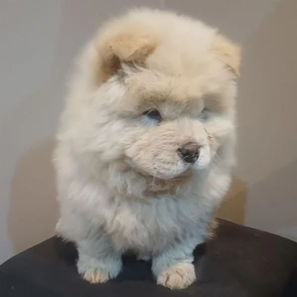  Chow chow (cuccioli maschio e femmina)