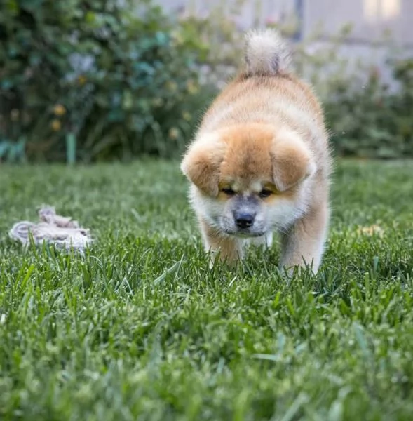 Akita Inu (cuccioli maschio e femmina)