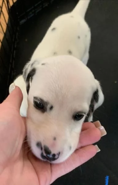 Dalmata (cuccioli maschio e femmina) | Foto 2
