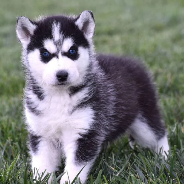 Siberian Husky (cuccioli maschio e femmina) | Foto 0