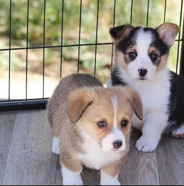 Welsh Corgi (cuccioli maschio e femmina)