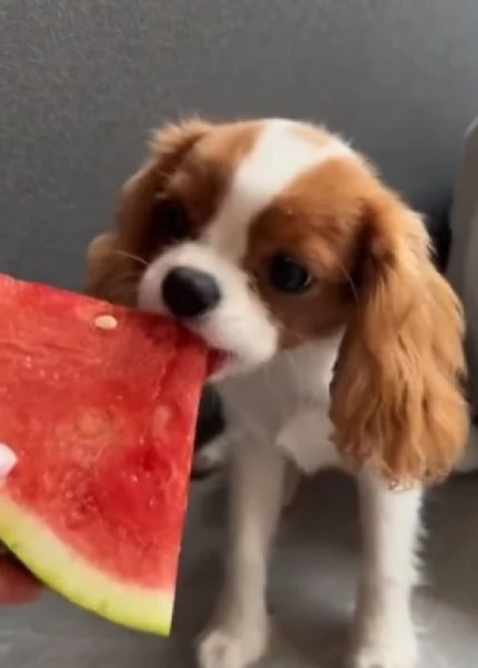 Cavalier King Charles (cuccioli maschio e femmina)