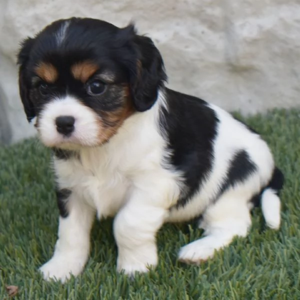 Cavalier King Charles (cuccioli maschio e femmina) | Foto 0
