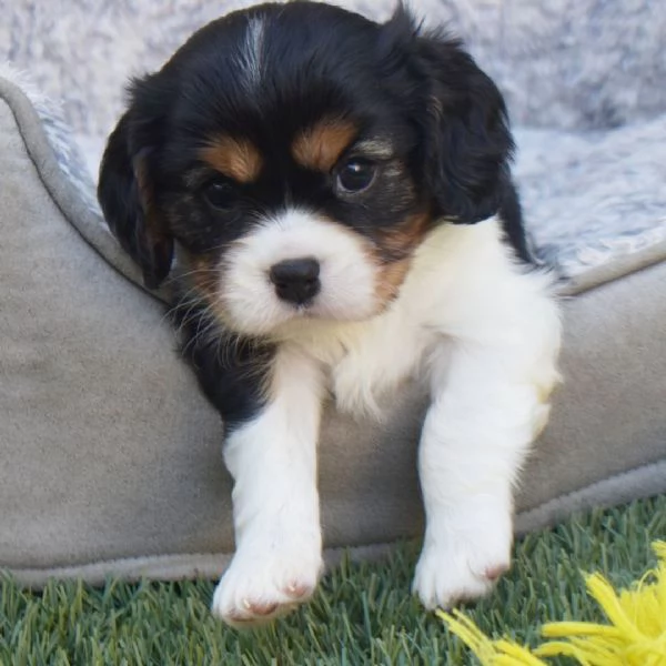 Cavalier King Charles (cuccioli maschio e femmina)