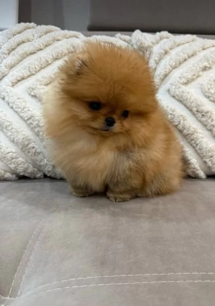  Pomeranian toy Marrone(cuccioli maschio e femmina) | Foto 0