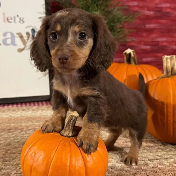 Bassotto nana (cuccioli maschio e femmina) | Foto 1