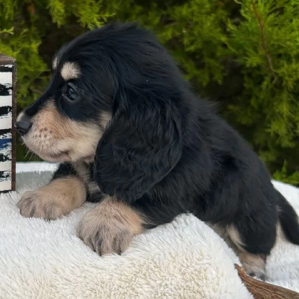 Bassotto nana (cuccioli maschio e femmina)