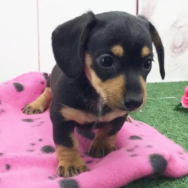 Bassotto nana (cuccioli maschio e femmina) | Foto 0