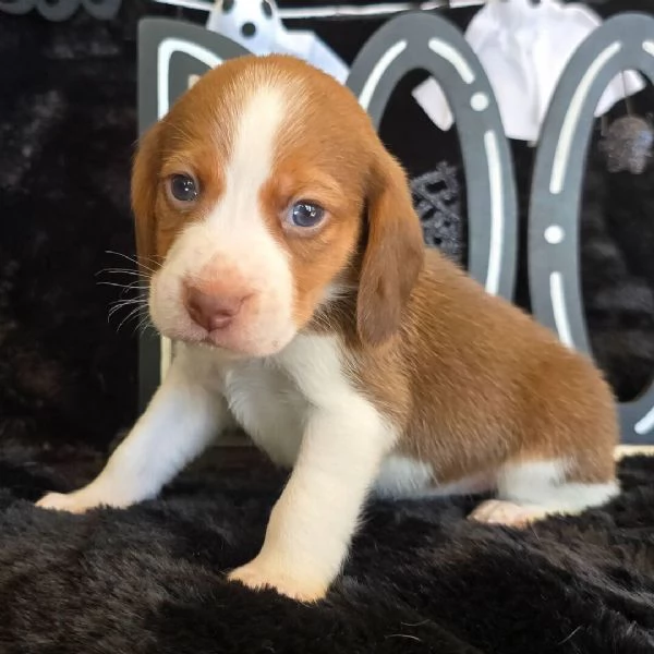 Beagle (cuccioli maschio e femmina)