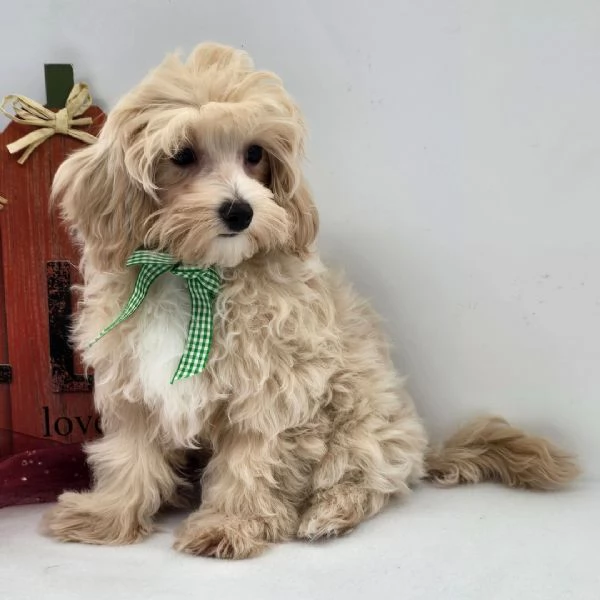Maltipoo (cuccioli maschio e femmina)