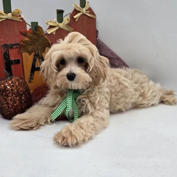 Maltipoo (cuccioli maschio e femmina) | Foto 0
