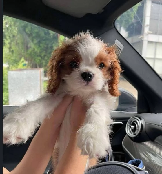Cavalier King Charles (cuccioli maschio e femmina) | Foto 0