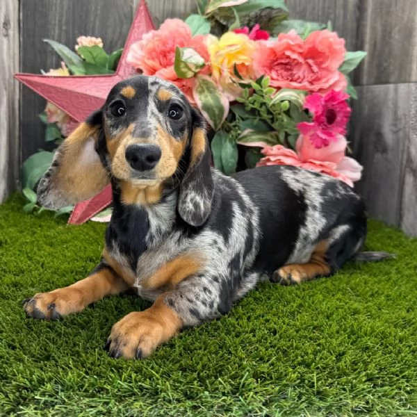 Bassotto (cuccioli maschio e femmina)