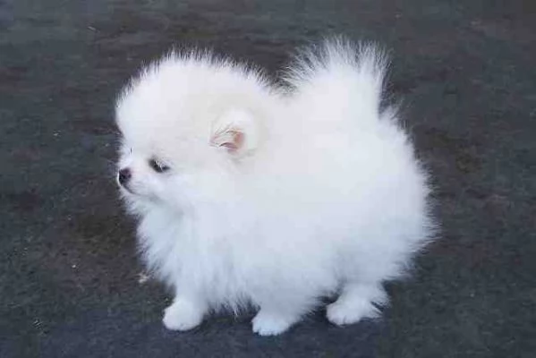 Pomeranian Toy (cuccioli maschio e femmina) | Foto 1