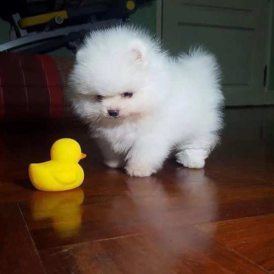 Pomeranian Toy (cuccioli maschio e femmina)