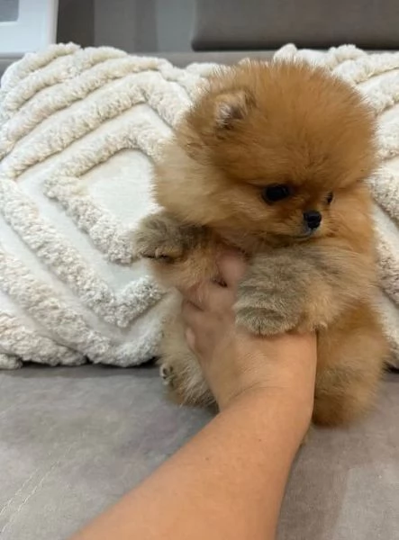Pomeranian Toy (cuccioli maschio e femmina) | Foto 0