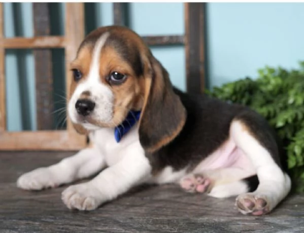 Beagle (cuccioli maschio e femmina)