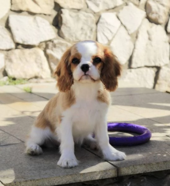 Cavalier King Charles (cuccioli maschio e femmina) | Foto 1