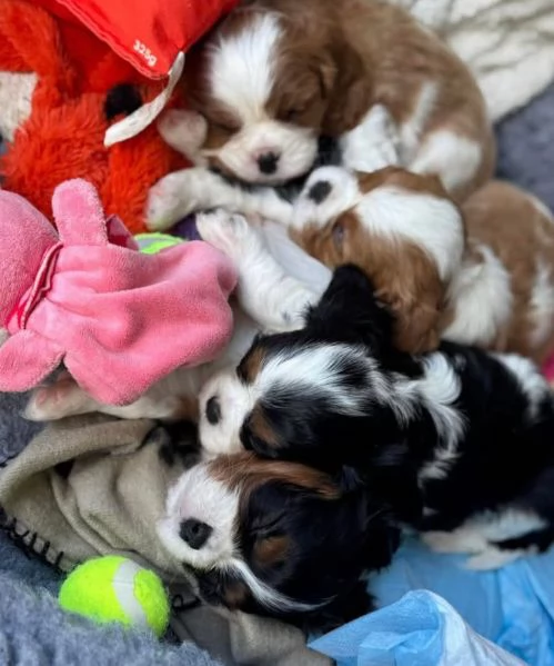 Cavalier King Charles (cuccioli maschio e femmina)