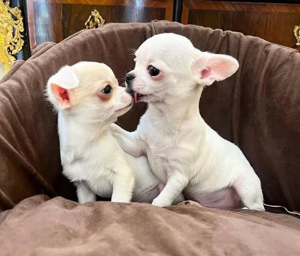 Chihuahua Toy (cuccioli maschio e femmina)