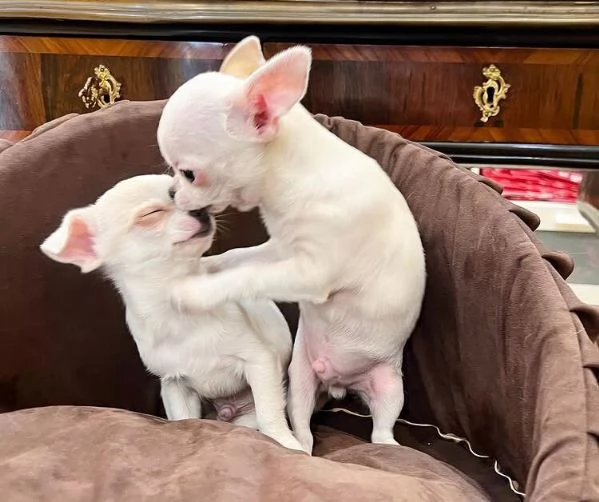 Chihuahua Toy (cuccioli maschio e femmina) | Foto 0