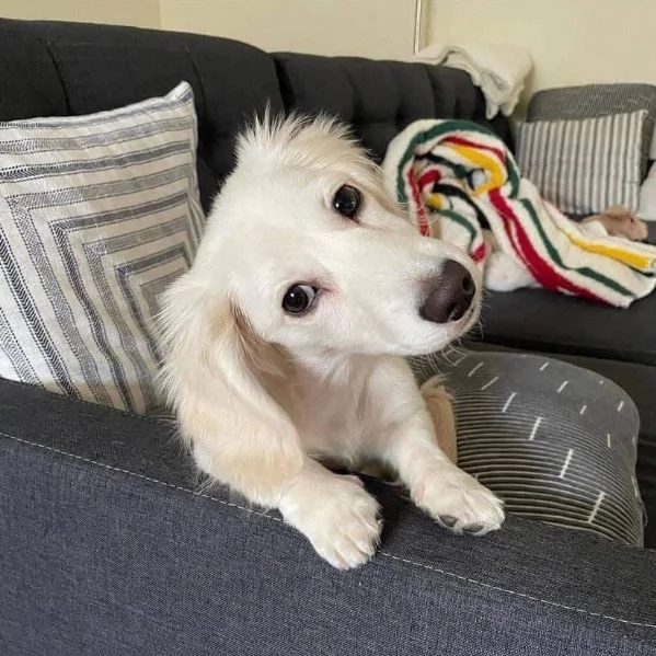 Bassotto nana (cuccioli maschio e femmina)