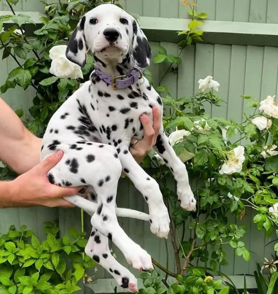 Dalmata (cuccioli maschio e femmina) | Foto 1