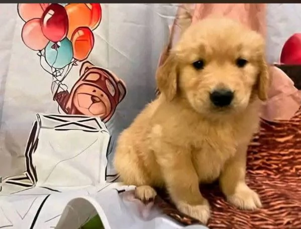 Golden Retriever (cuccioli maschio e femmina) | Foto 0