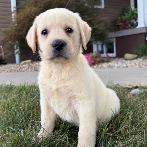 . Labrador Retriever (cuccioli maschio e femmina | Foto 0