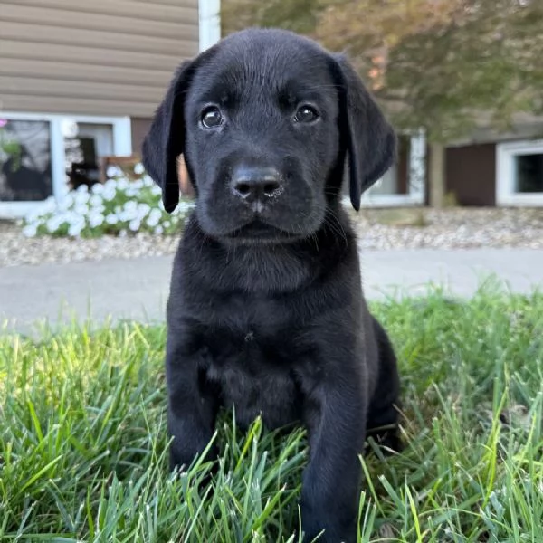 . Labrador Retriever (cuccioli maschio e femmina