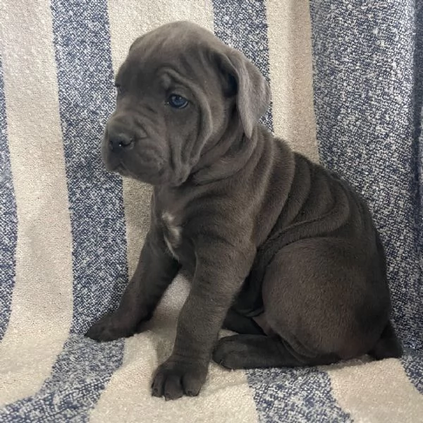 Cane Corso (cuccioli maschio e femmina)