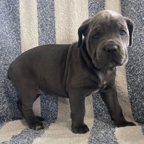 Cane Corso (cuccioli maschio e femmina) | Foto 0