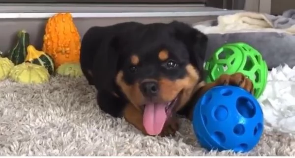 Regalo Rottweiler (cuccioli maschio e femmina)