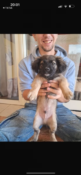 Cucciolo in regalo | Foto 0