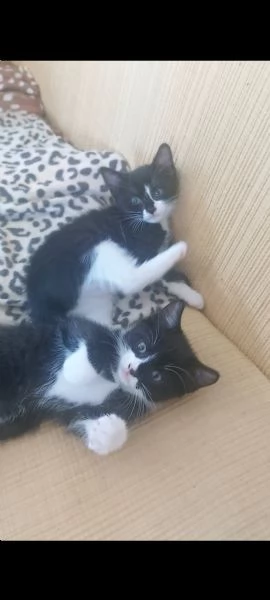 Gattina in regalo, vaccinata 