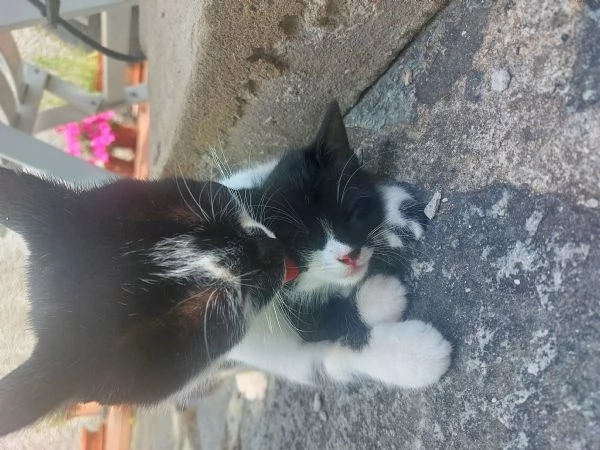 Gattina in regalo, vaccinata  | Foto 2