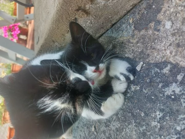 Gattina in regalo, vaccinata  | Foto 1