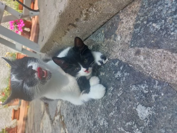Gattina in regalo, vaccinata  | Foto 0