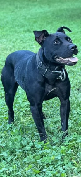 Cuccioli di Pitbull | Foto 3