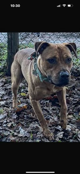 Cuccioli di Pitbull | Foto 1