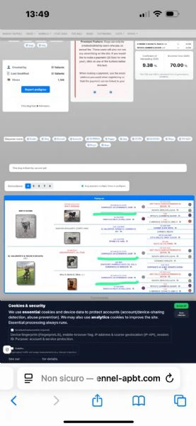 Cuccioli di Pitbull | Foto 0