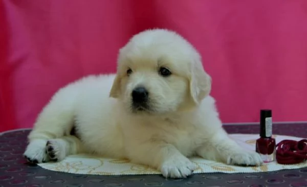 Cucciole golden retriever
